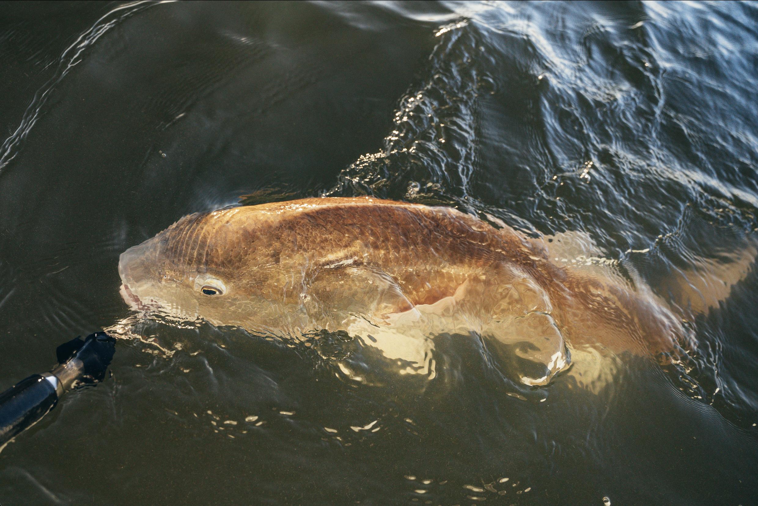 NCBBA Red Drum Tournament event
